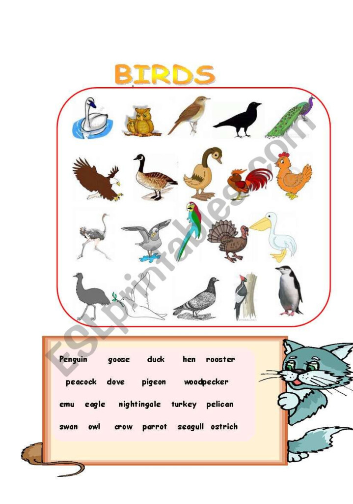 Birds Worksheets - Birds In Summer Worksheets