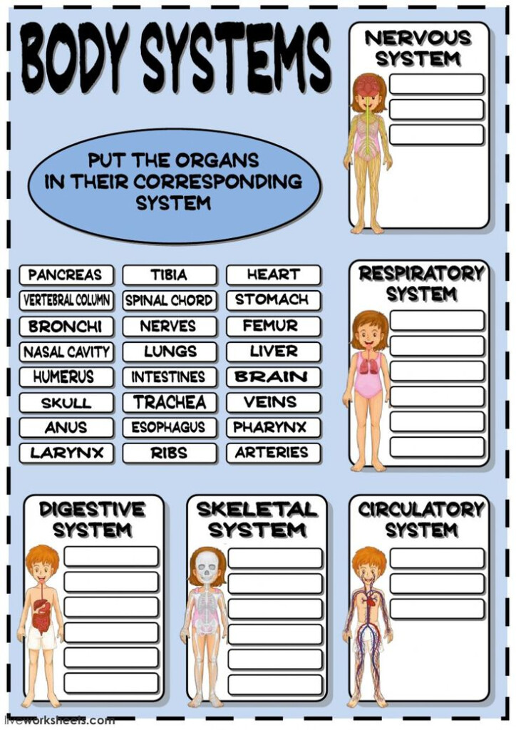 Body Systems Matching Worksheet Answers - Body Systems Matching Worksheet Summer 2024