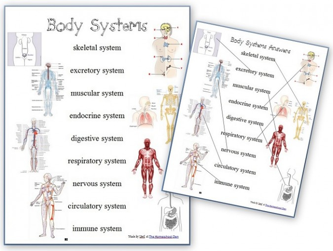 Human Body Systems Free Anatomy Matching Page And Body Systems Chart - Body Systems Matching Worksheet Summer 2024