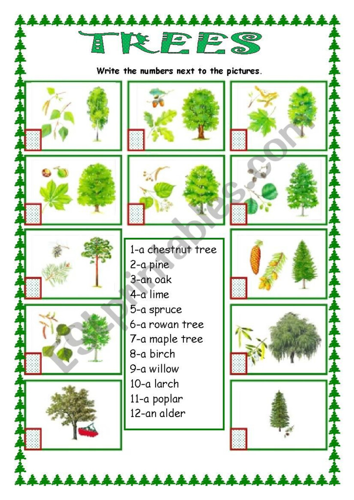 Tree Worksheets - Spring And Summer Tree Worksheets