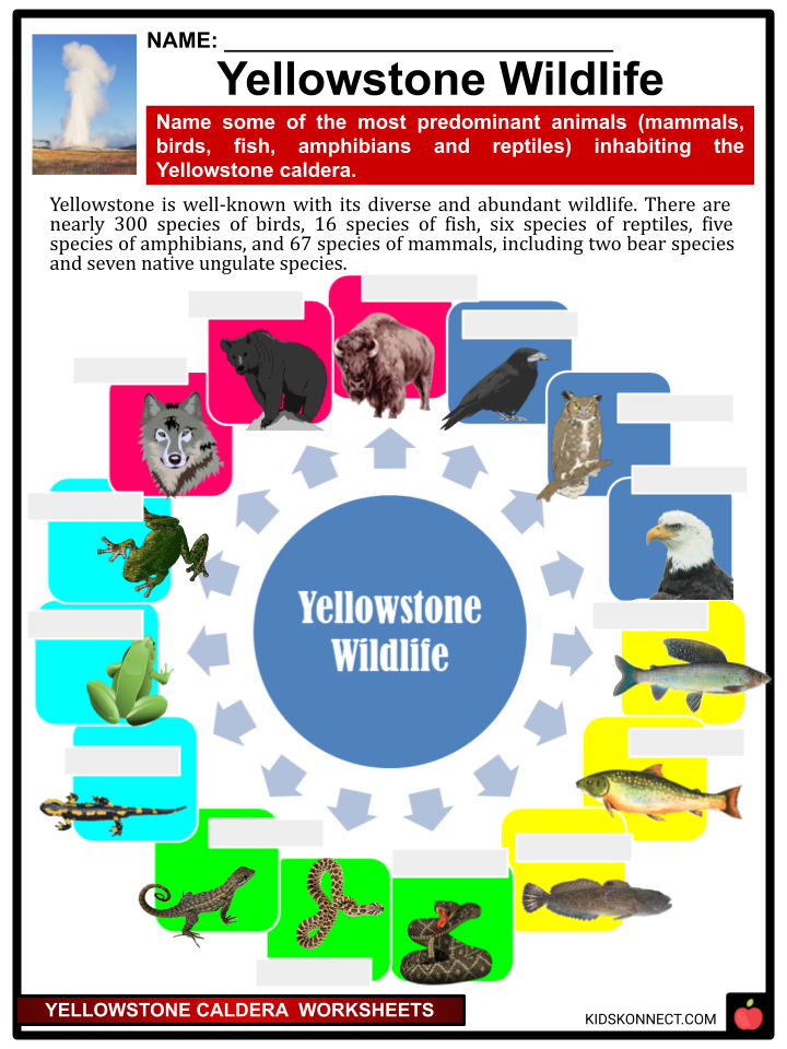 Yellowstone Caldera Facts Worksheets Geology History Site - Yellowstone Summer Bbc Documentary Worksheet